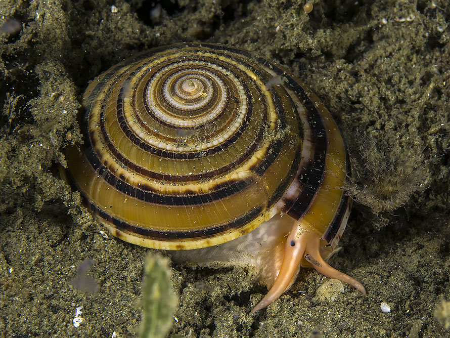 Architectonica modesta